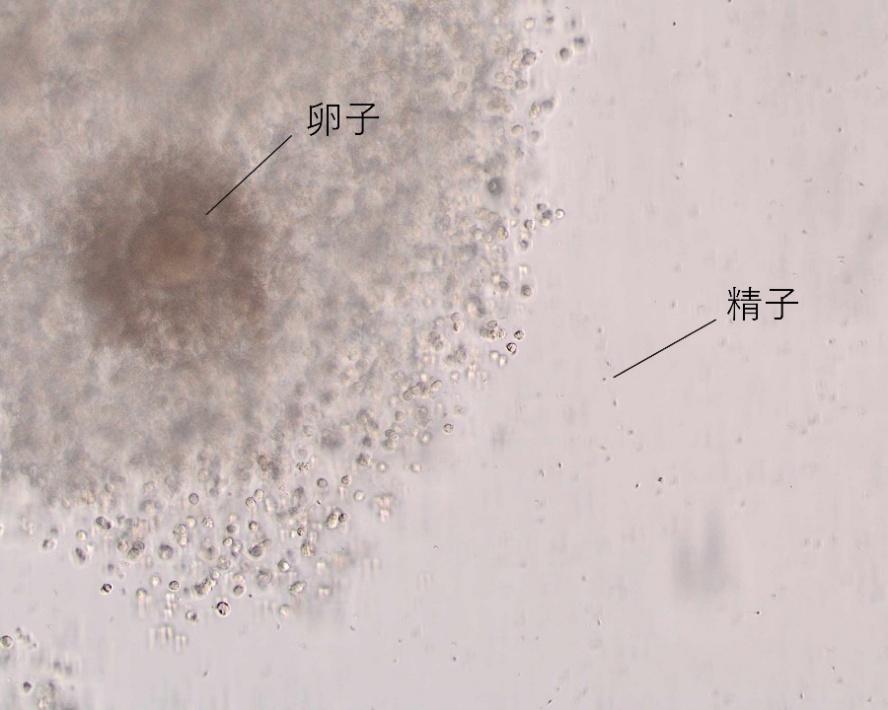 媒精後の様子