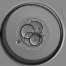 胚の発育の段階