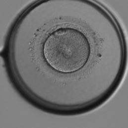 胚の発育の段階
