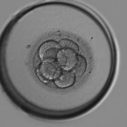 胚の発育の段階