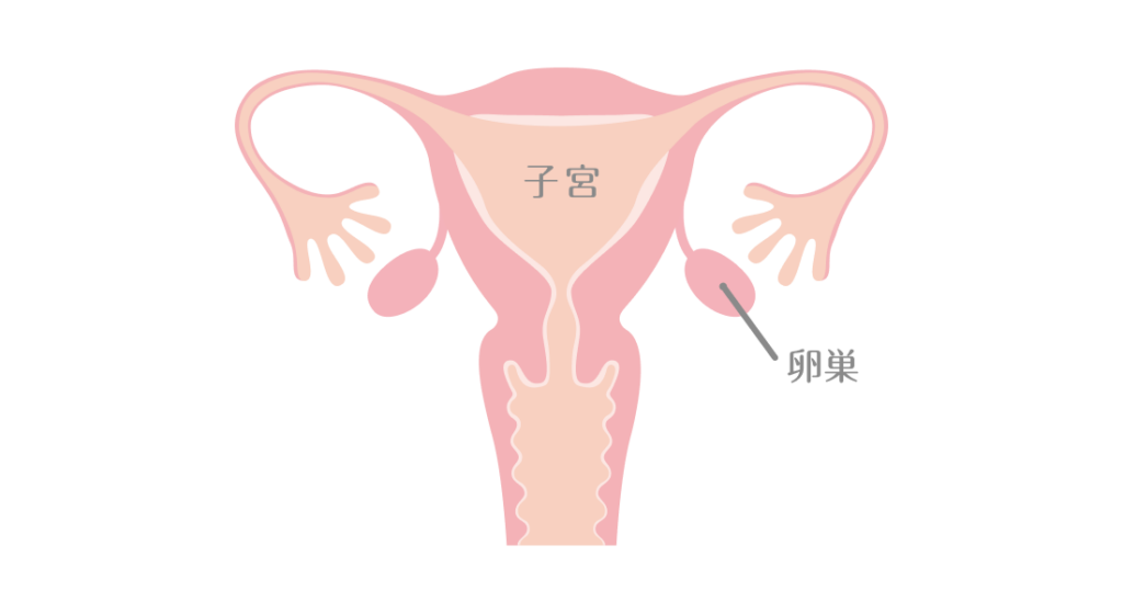 子宮