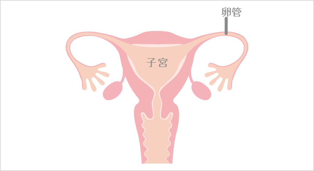 子宮