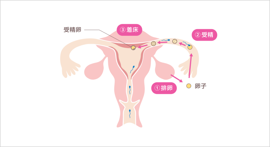 受精のしくみ