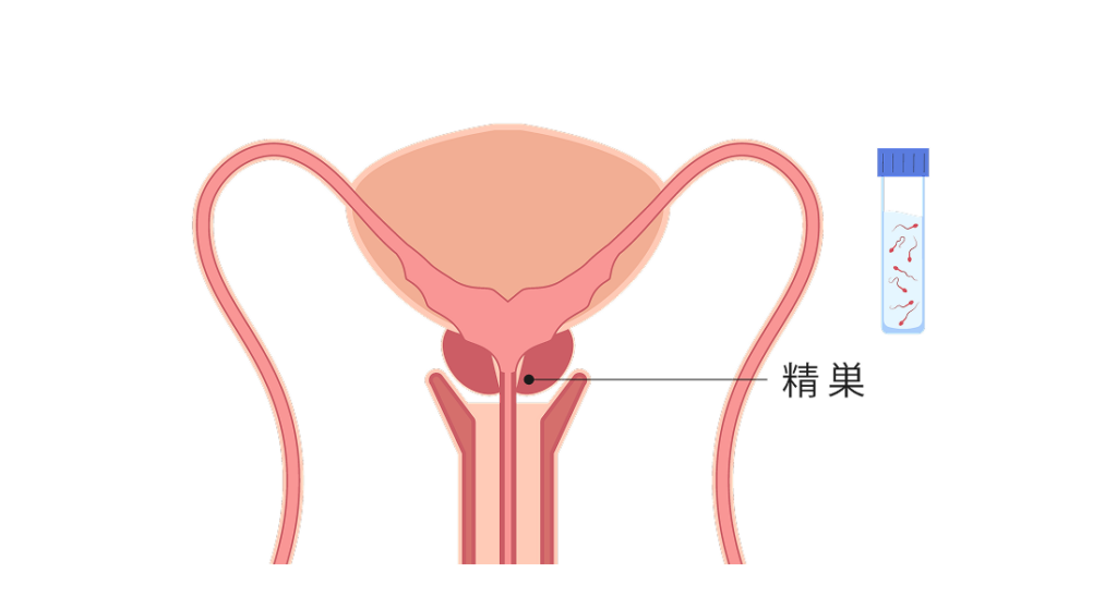 精巣