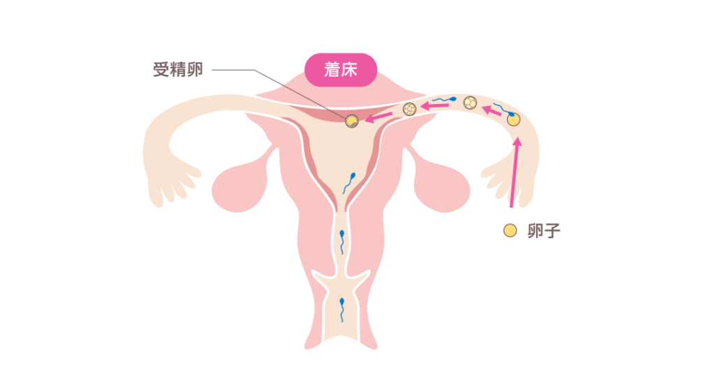 卵子が着床するまでの仕組み