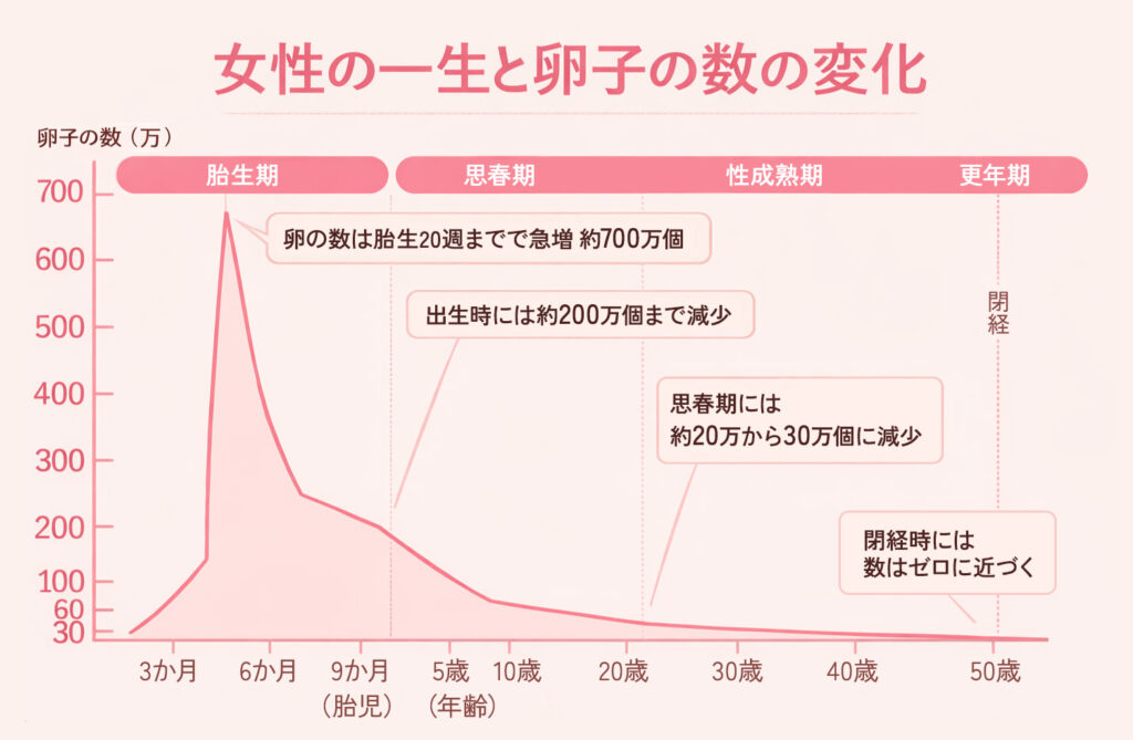 女性の一生と卵子数の変化