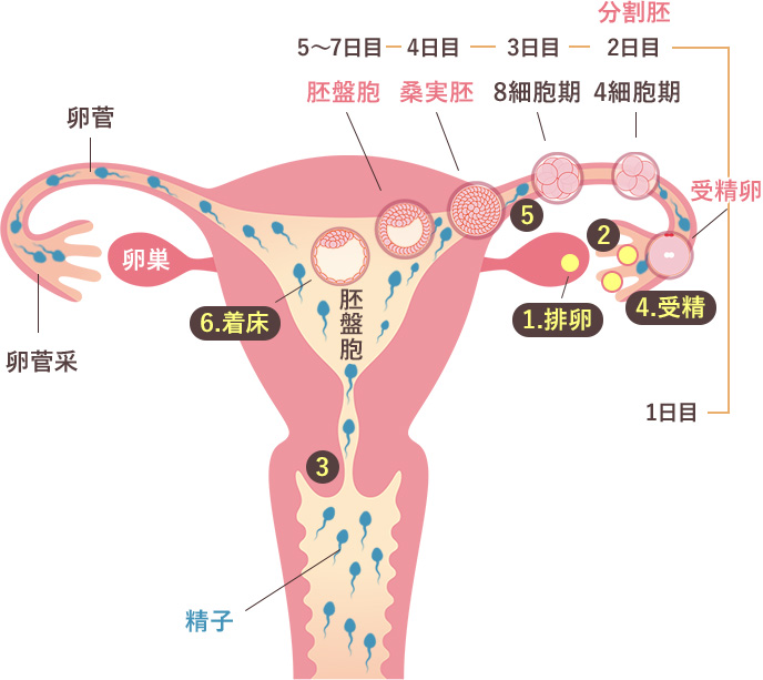 自然妊娠の仕組み 子宮図